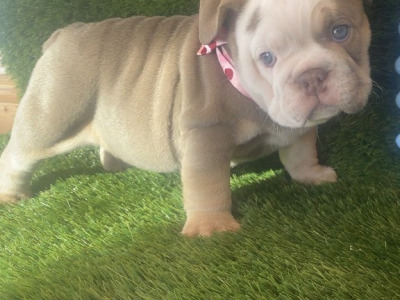 British Bulldog puppies in Cavan