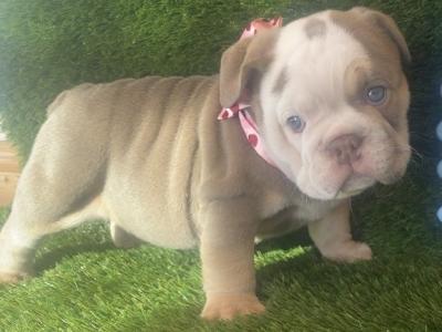 British Bulldog puppies in Cavan from €2,500