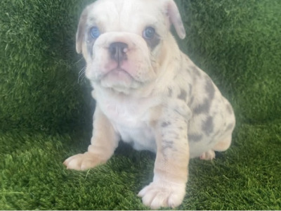 British Bulldog puppies in Cavan