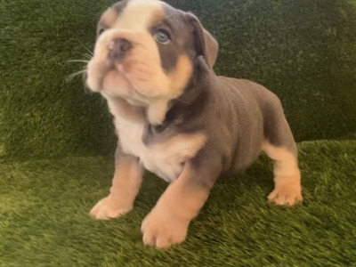 British Bulldog puppies in Cavan