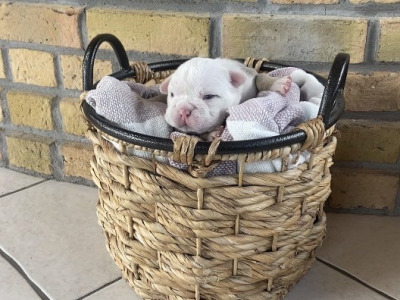 British Bulldog puppies in Cavan