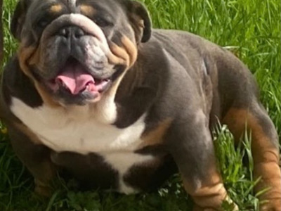 British Bulldog puppies in Cavan