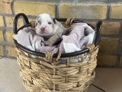 British Bulldog puppies in Cavan
