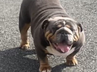 British Bulldog puppies in Cavan