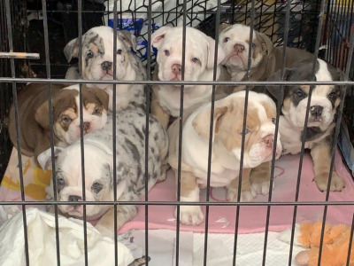British Bulldog puppies in Cavan