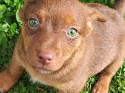 Are you Looking for something special, Blue eyed and pink nosed Jack Russell puppies in Cork