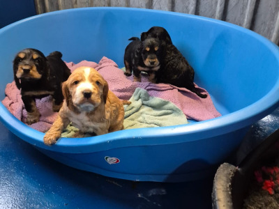 Cocker Spaniel for stud in Westmeath