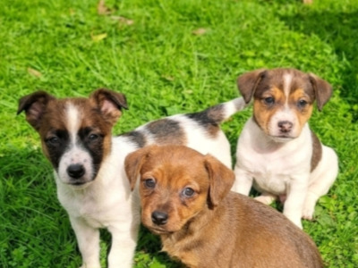 Fabulous Jack Russell puppies in Cork are looking for new homes