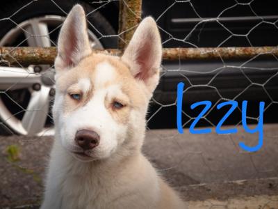 Beautiful Siberian Husky, Shiba Inu crossbreed puppies in Cork. Very unique and rare 🐾