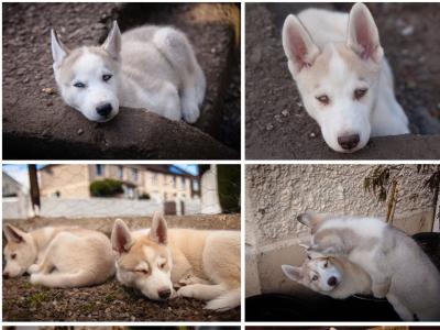 Beautiful Siberian Husky, Shiba Inu crossbreed puppies in Cork. Very unique and rare 🐾