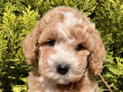 Stunning Maltipoo puppies in Cavan