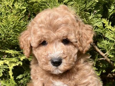 Stunning Maltipoo puppies in Cavan