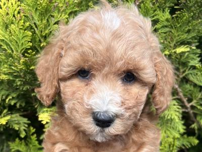Stunning Maltipoo puppies in Cavan