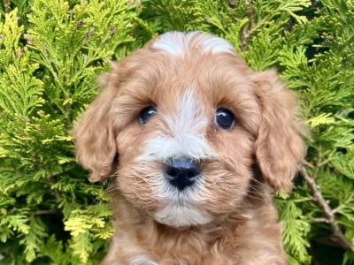 Stunning Maltipoo puppies in Cavan