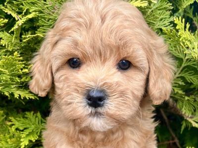 Stunning Maltipoo puppies in Cavan