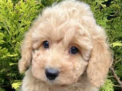 Stunning Maltipoo puppies in Cavan