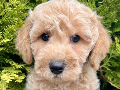 Stunning Maltipoo puppies in Cavan