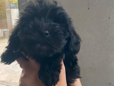 Miniature Morkie puppies in Carlow
