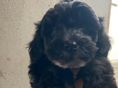 Miniature Morkie puppies in Carlow