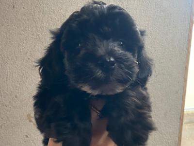 Miniature Morkie puppies in Carlow
