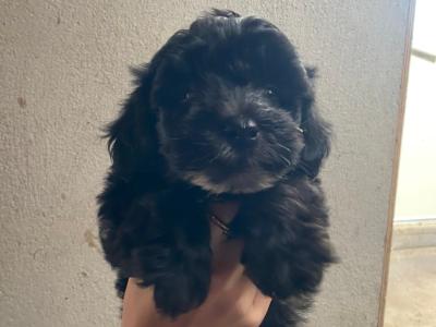 Miniature Morkie puppies in Carlow