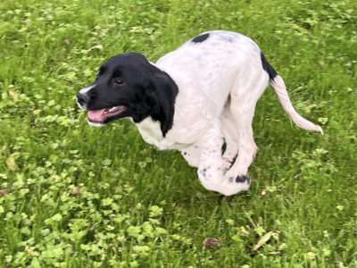 IKC Registered English Springer Spaniel puppies in Limerick