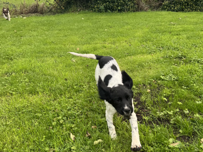 IKC Registered English Springer Spaniel puppies in Limerick