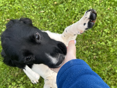 IKC Registered English Springer Spaniel puppies in Limerick
