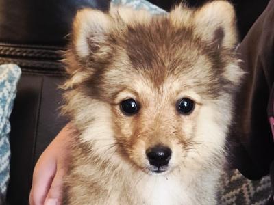 Adorable Spitz puppies in Donegal looking for Their Forever Homes! 🐾