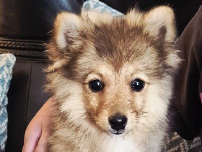 Adorable Spitz puppies in Donegal looking for Their Forever Homes! 🐾