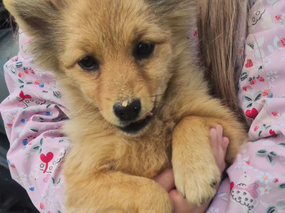 Adorable Spitz puppies in Donegal looking for Their Forever Homes! 🐾