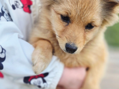 Adorable Spitz puppies in Donegal looking for Their Forever Homes! 🐾
