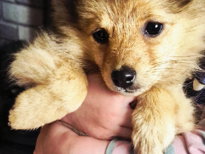 Adorable Spitz puppies in Donegal looking for Their Forever Homes! 🐾