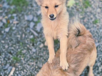 Adorable Spitz puppies in Donegal looking for Their Forever Homes! 🐾