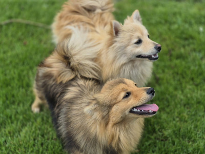 Adorable Spitz puppies in Donegal looking for Their Forever Homes! 🐾