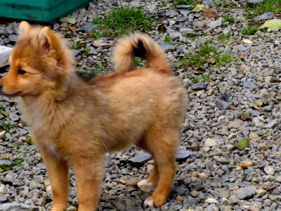 Adorable Spitz puppies in Donegal looking for Their Forever Homes! 🐾