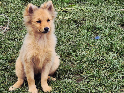 Adorable Spitz puppies in Donegal looking for Their Forever Homes! 🐾