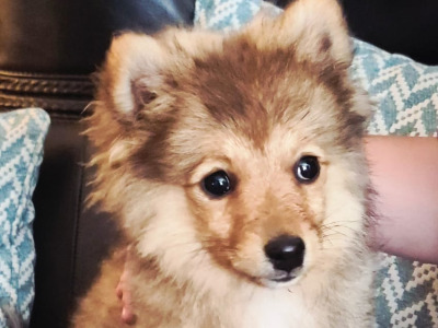Adorable Spitz puppies in Donegal looking for Their Forever Homes! 🐾
