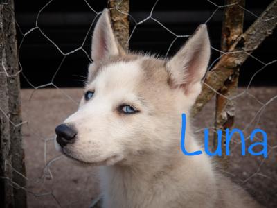 Beautiful Siberian Husky, Shiba Inu crossbreed puppies in Cork. Very unique and rare 🐾
