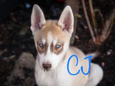Beautiful Siberian Husky, Shiba Inu crossbreed puppies in Cork. Very unique and rare 🐾