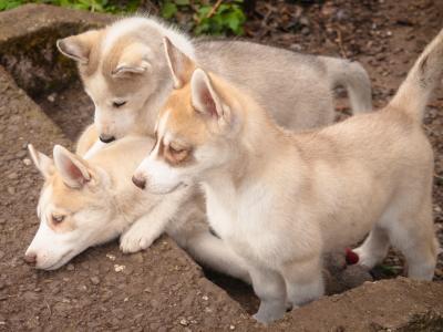 Beautiful Siberian Husky, Shiba Inu crossbreed puppies in Cork. Very unique and rare 🐾