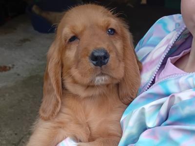Cocker Spaniel puppies in Cavan