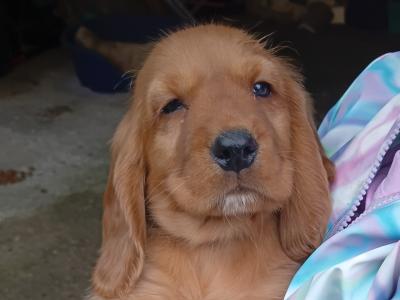 Cocker Spaniel puppies in Cavan