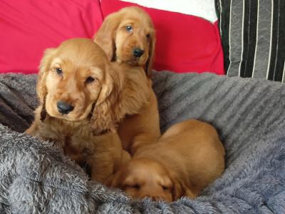 Cocker Spaniel puppies in Cavan
