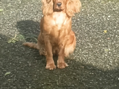Cocker Spaniel puppies in Cavan