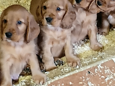 Cocker Spaniel puppies in Cavan