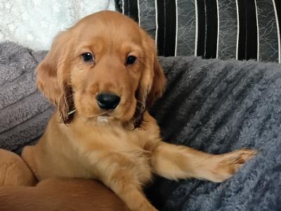 Cocker Spaniel puppies in Cavan
