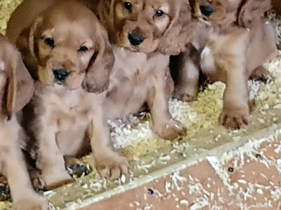 Cocker Spaniel puppies in Cavan