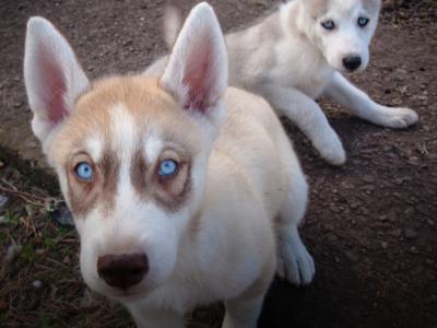 Beautiful Siberian Husky, Shiba Inu crossbreed puppies in Cork. Very unique and rare 🐾