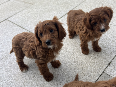 Dark Red Cavapoo puppies in Wexford
